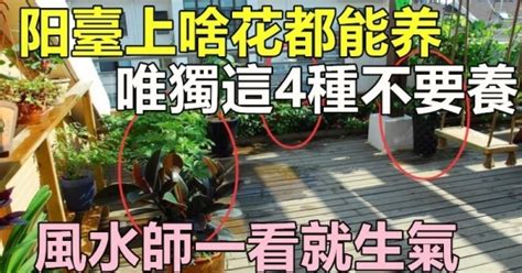 陽台種花禁忌|陽台上啥花都能養，唯獨這4種，風水師一看就生氣，再有錢也變。